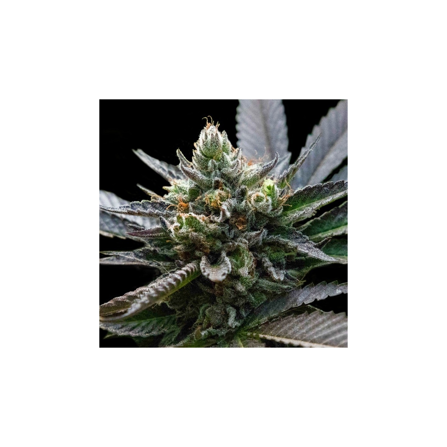 L.A. Sorbet de DNA Genetics