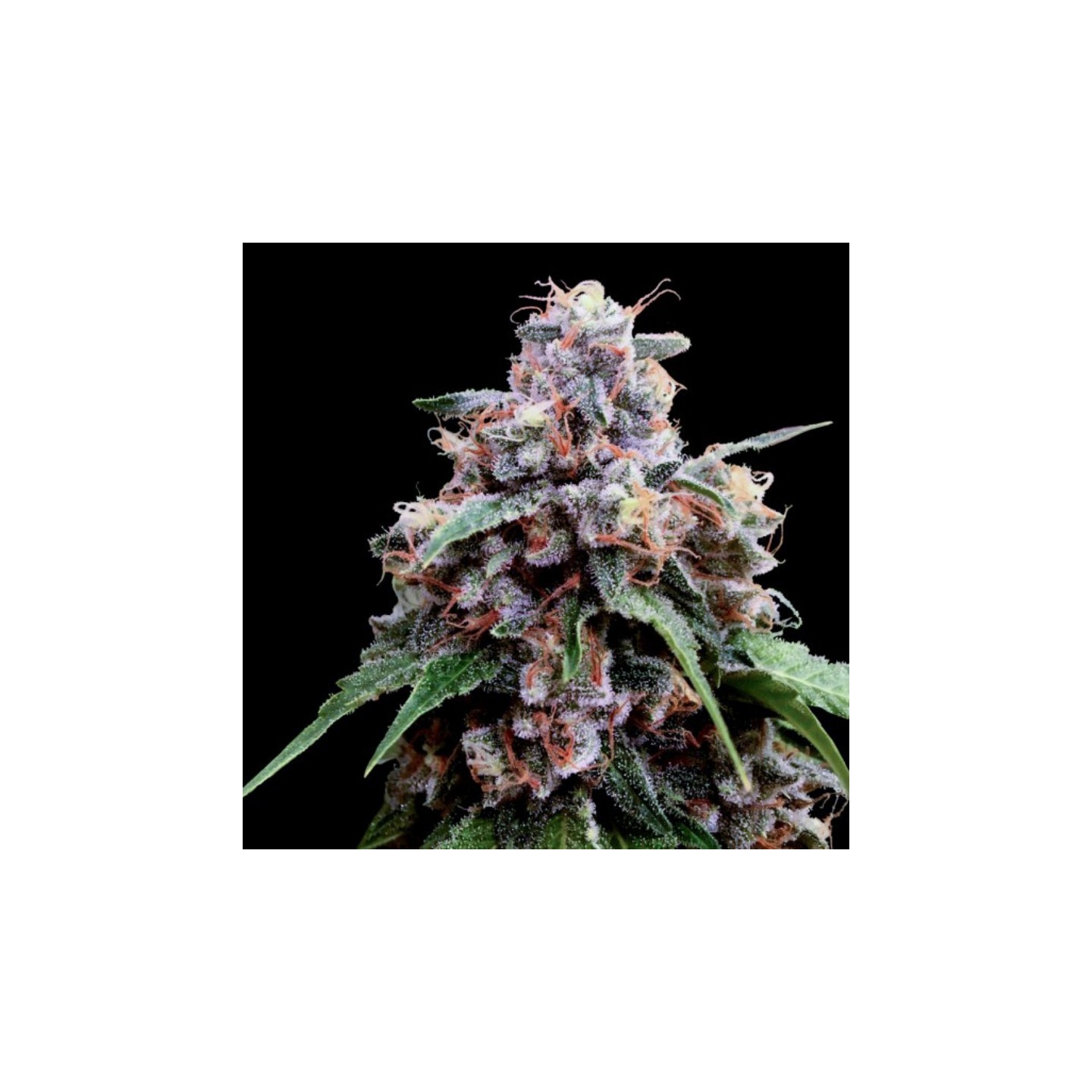 Lemon 18 de DNA Genetics