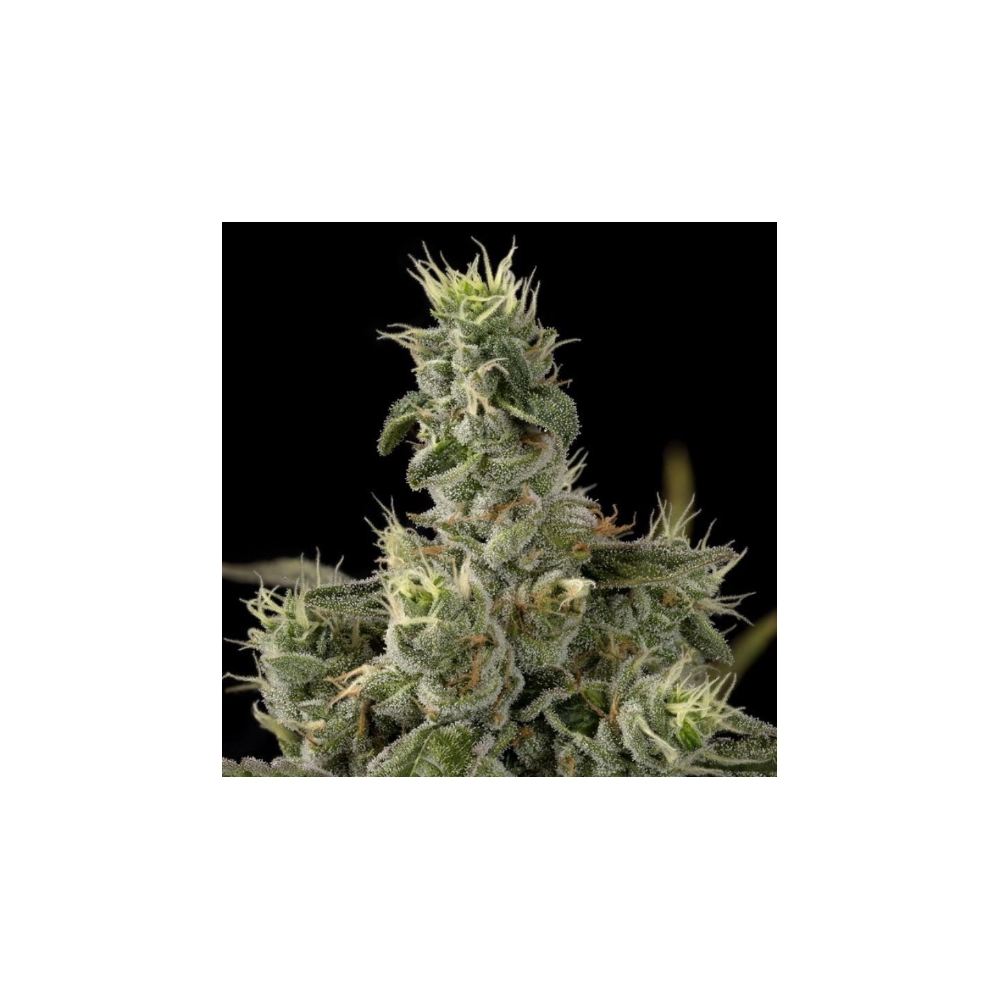 Nicole Kush de DNA Genetics