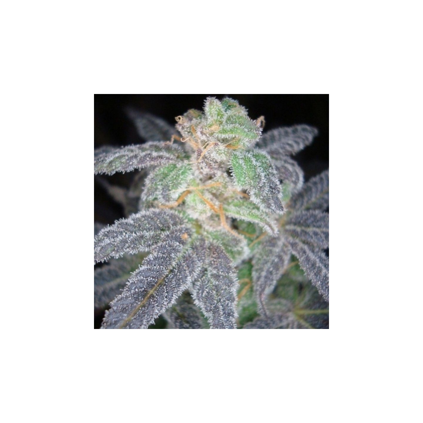 Purple Og 18 de DNA Genetics