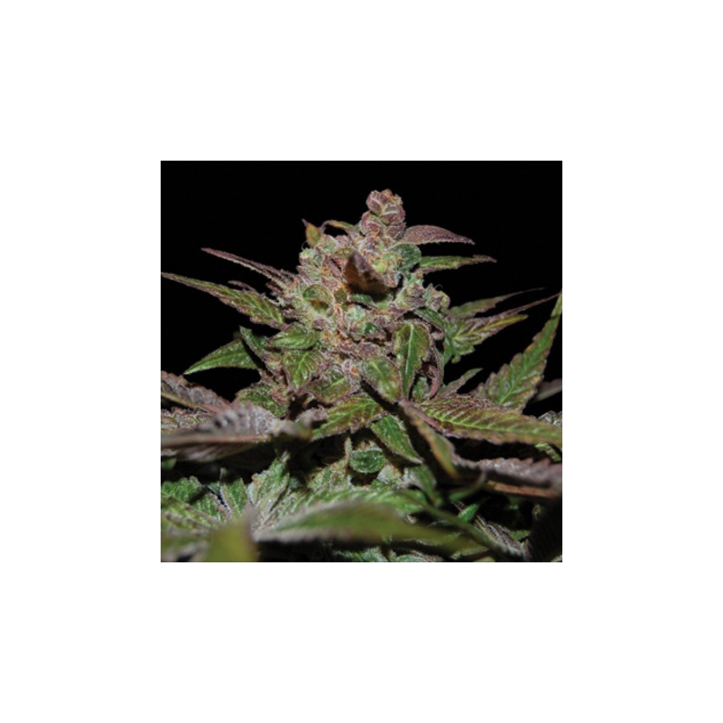 Purple Wreck Regular de DNA Genetics
