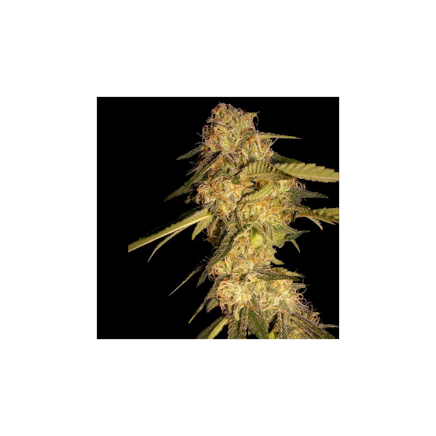 Recon de DNA Genetics