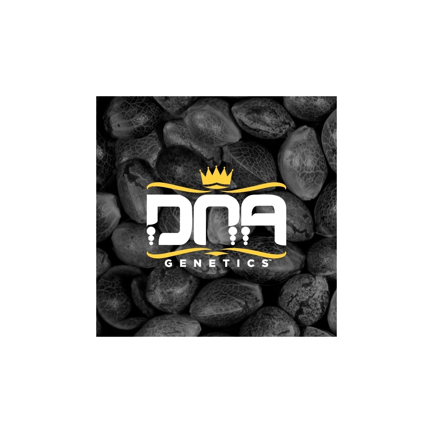 Rp Mix Pack Regular de DNA Genetics