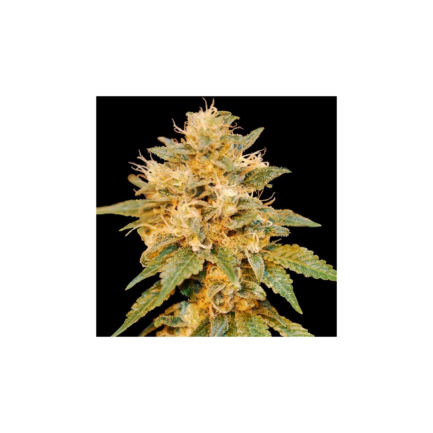 Snowland de DNA Genetics