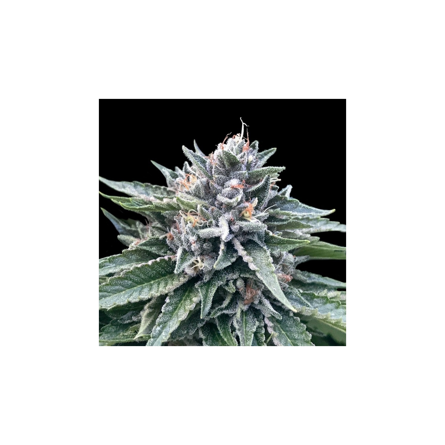 Sorbet 4 de DNA Genetics