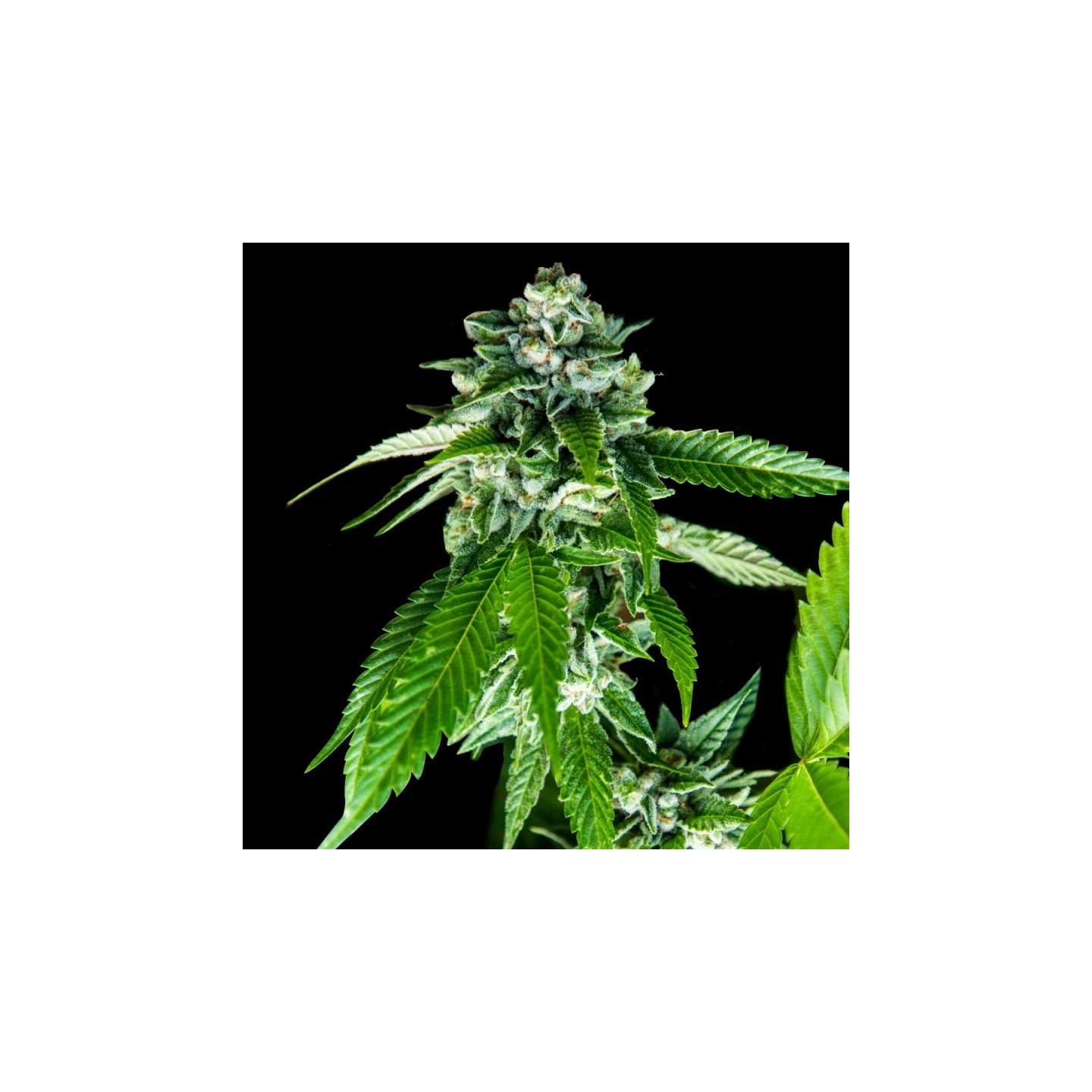 Sorbet Dreams de DNA Genetics