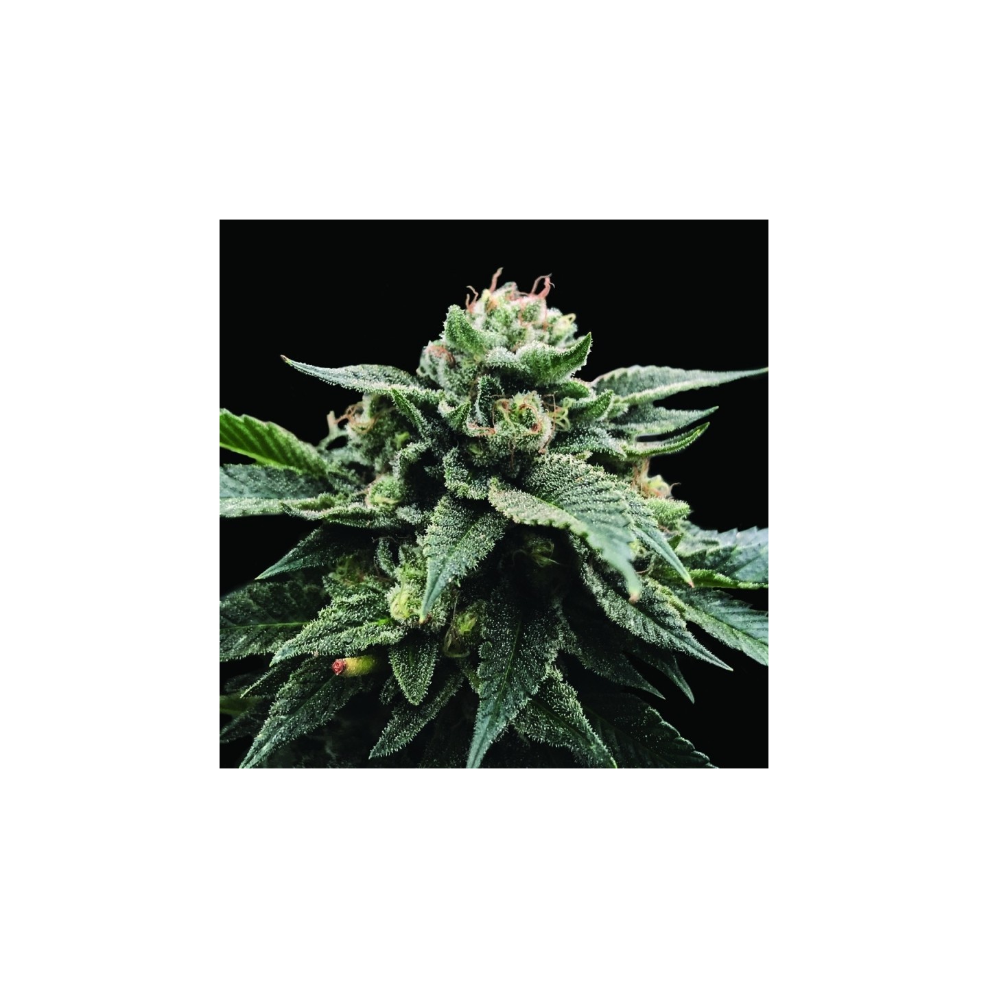 Sorbet Stash de DNA Genetics