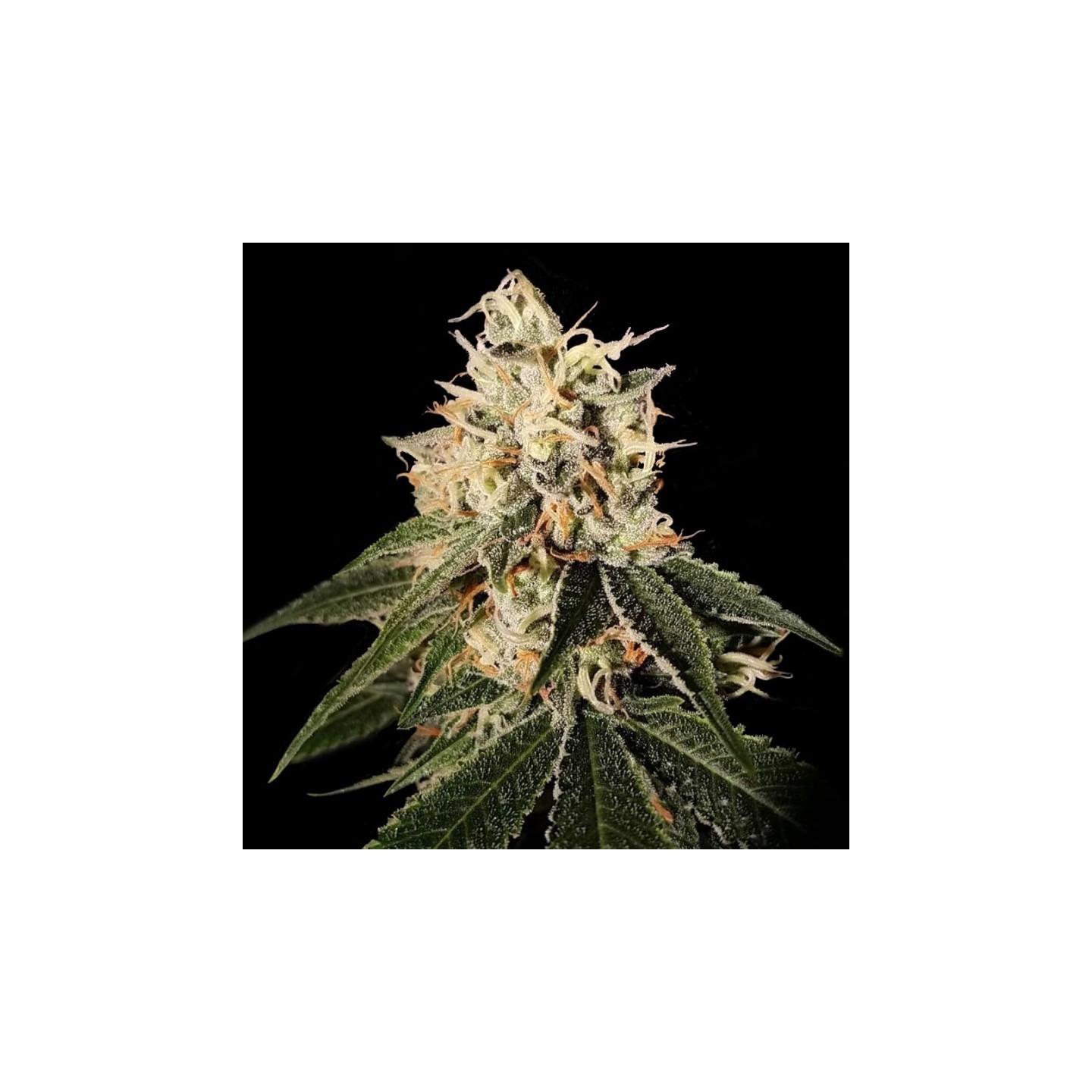 Sour Juice Regular de DNA Genetics