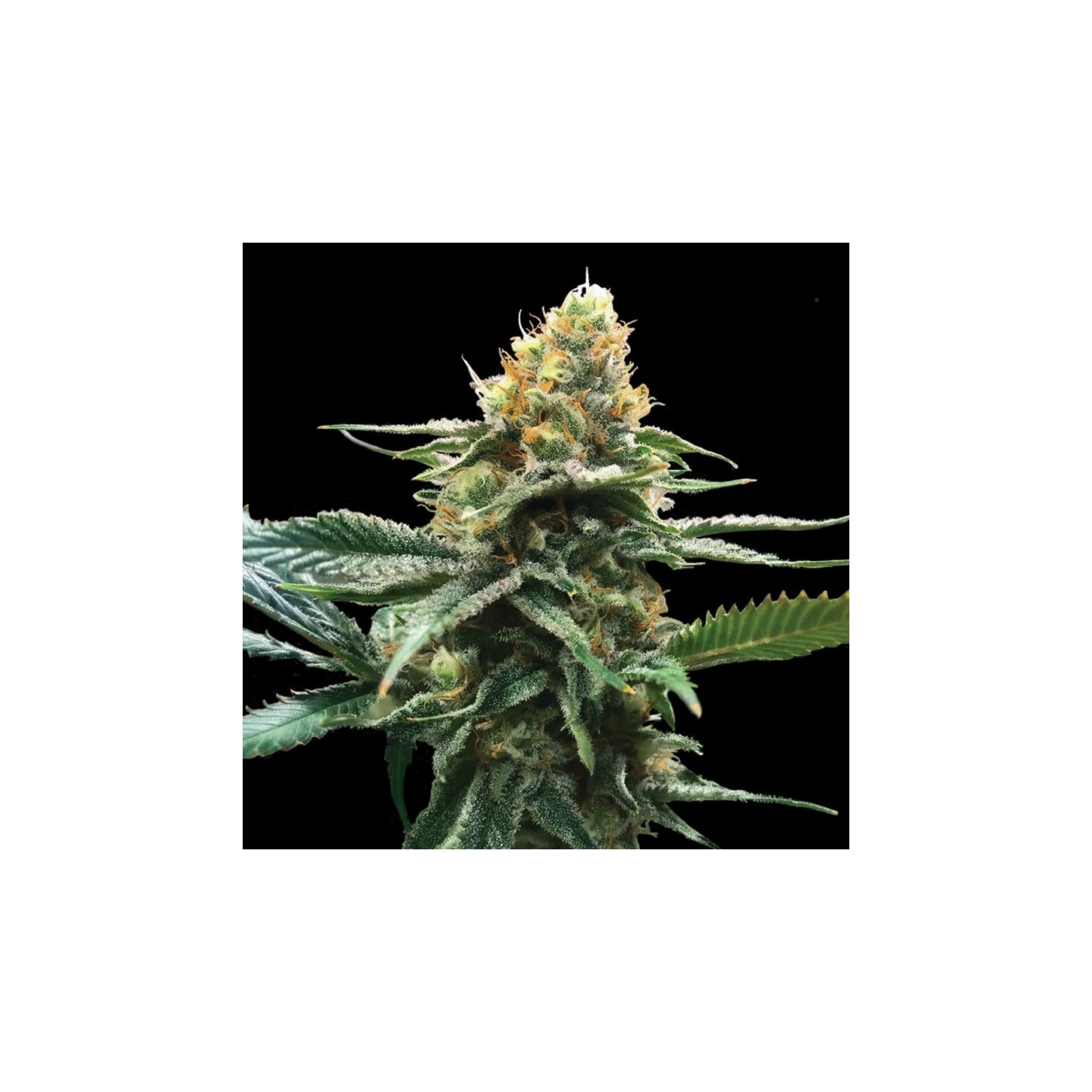 Sour Sorbet de DNA Genetics