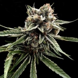 Sour Strawberries Regular de DNA Genetics