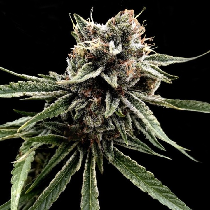 Sour Strawberries Regular de DNA Genetics