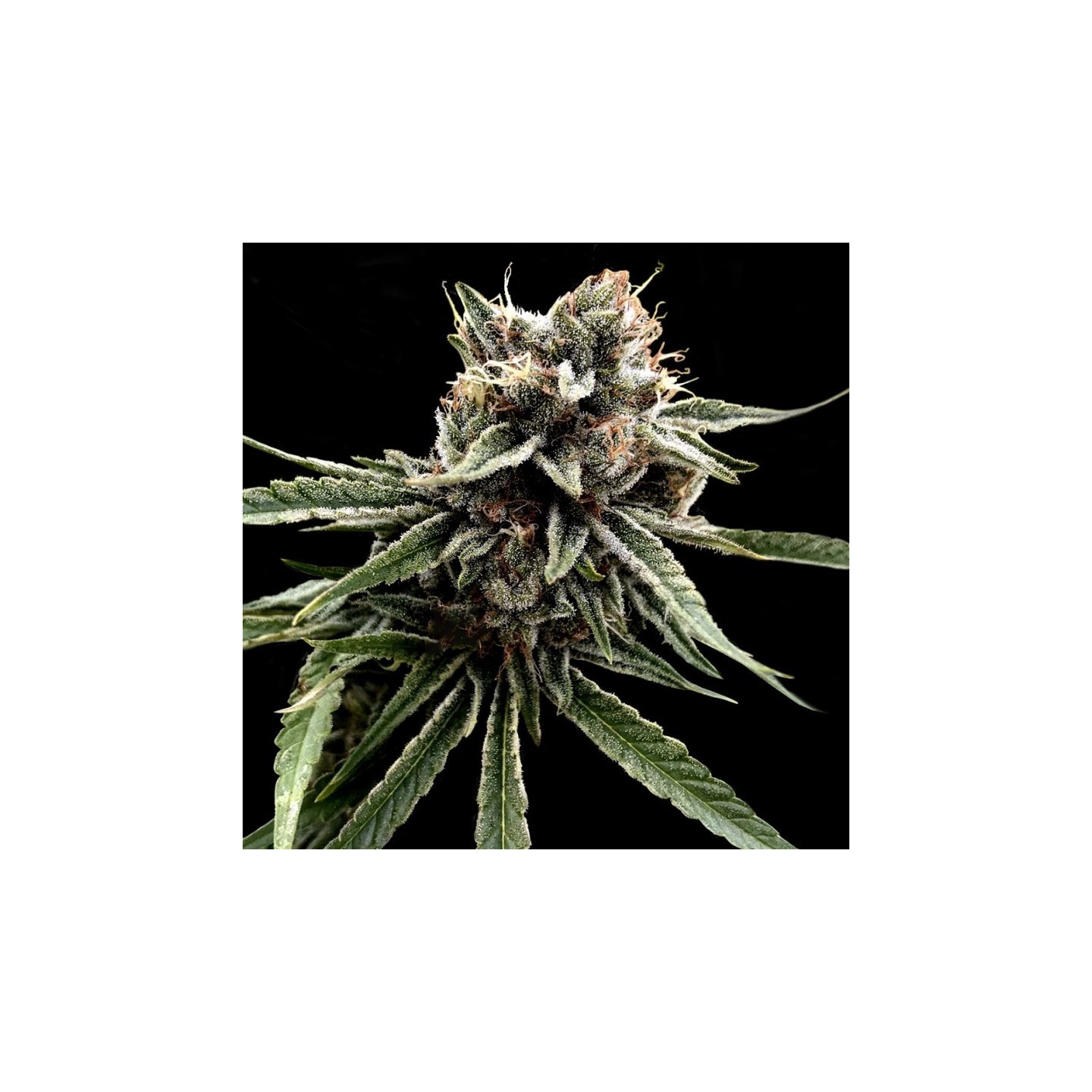 Sour Strawberries Regular de DNA Genetics