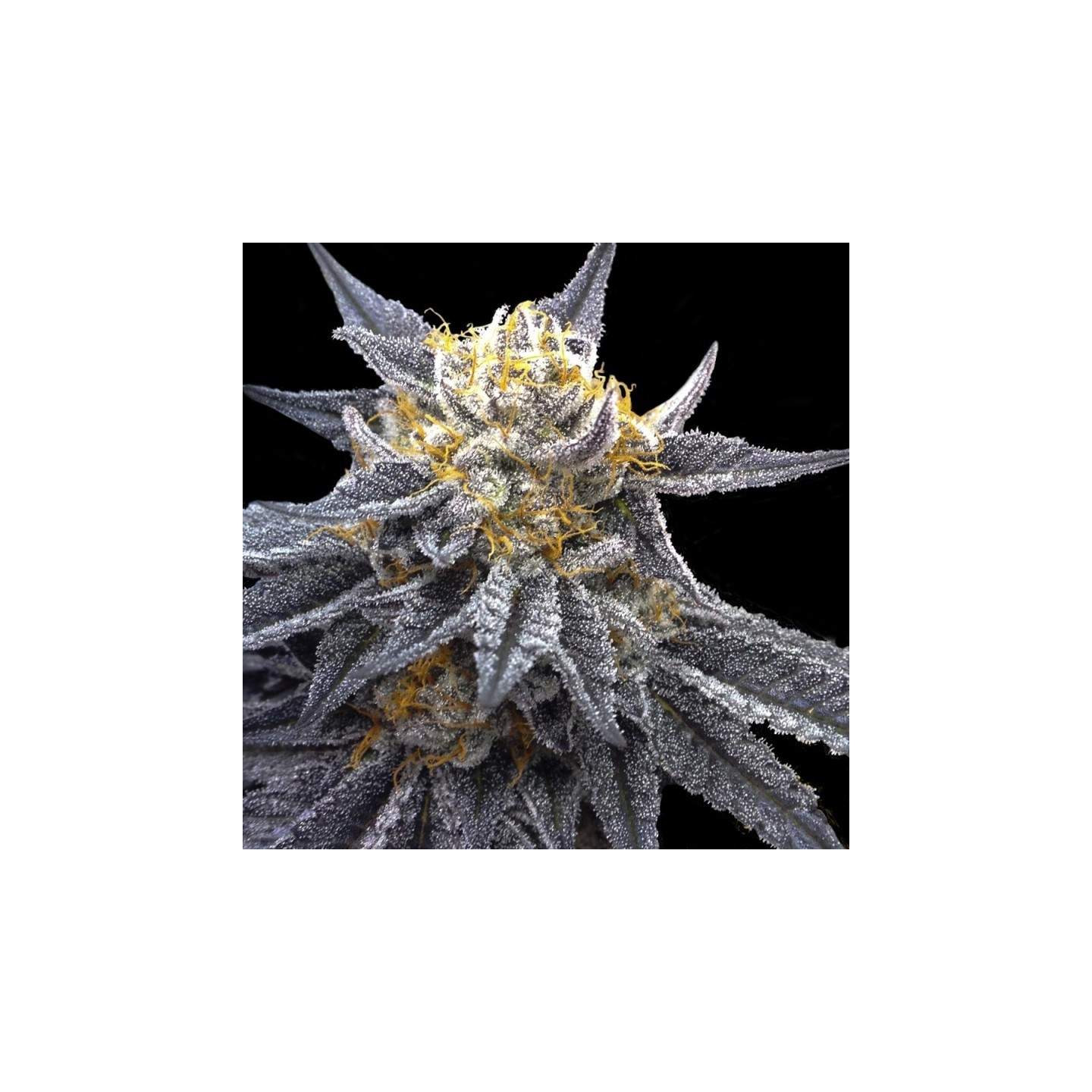 SSOG de DNA Genetics