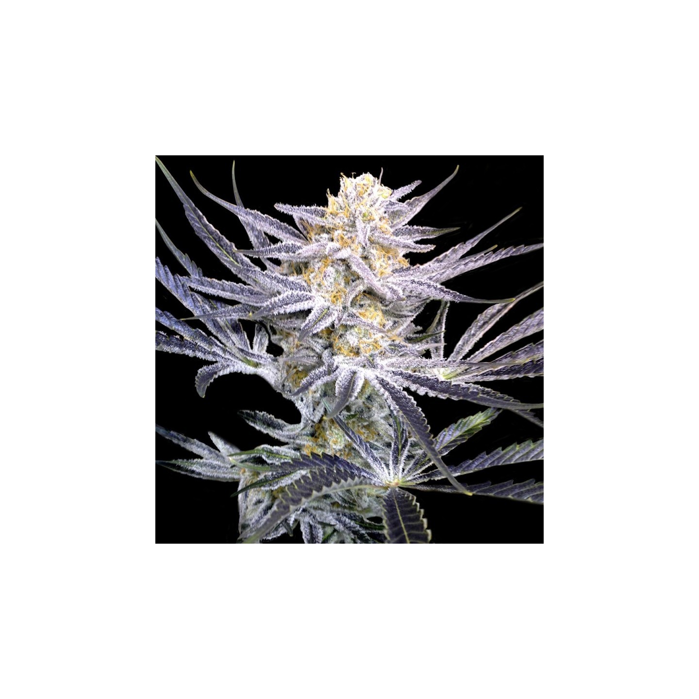 Strawberries Fields Regular de DNA Genetics