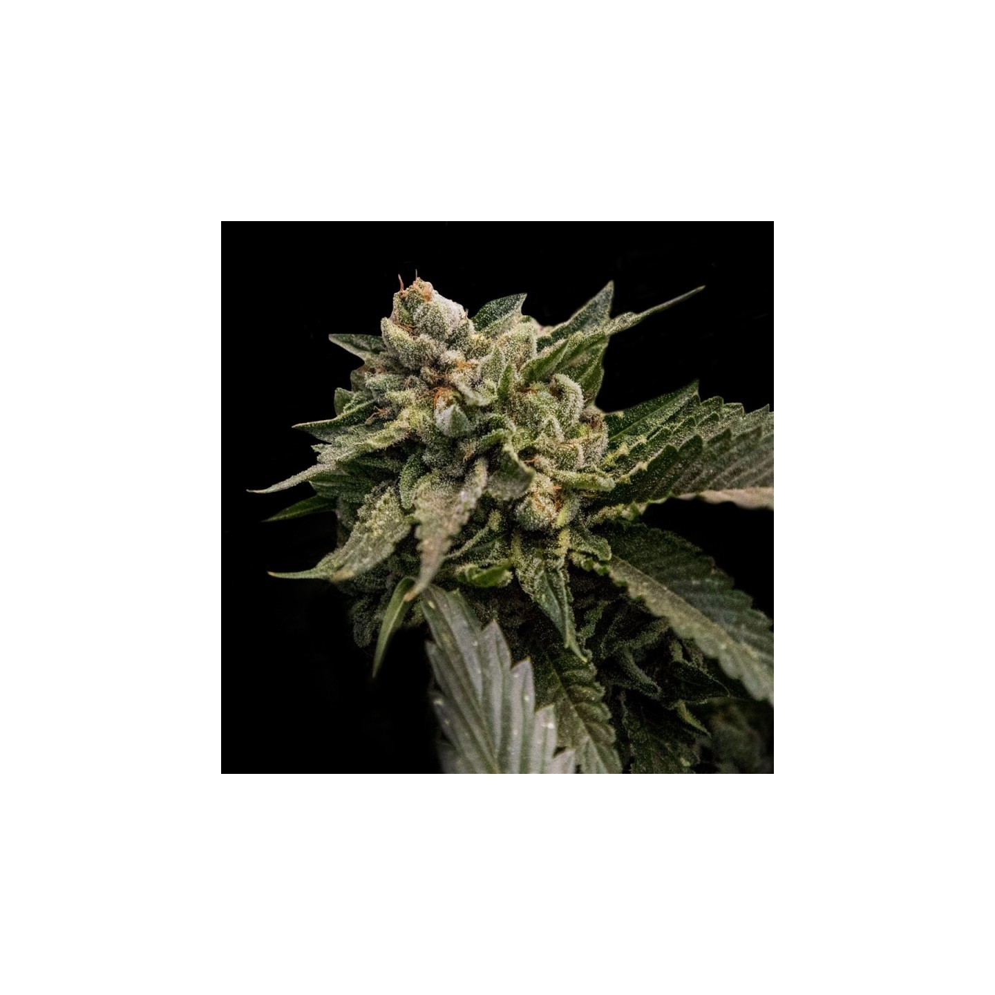 Strawberry Sorbet de DNA Genetics