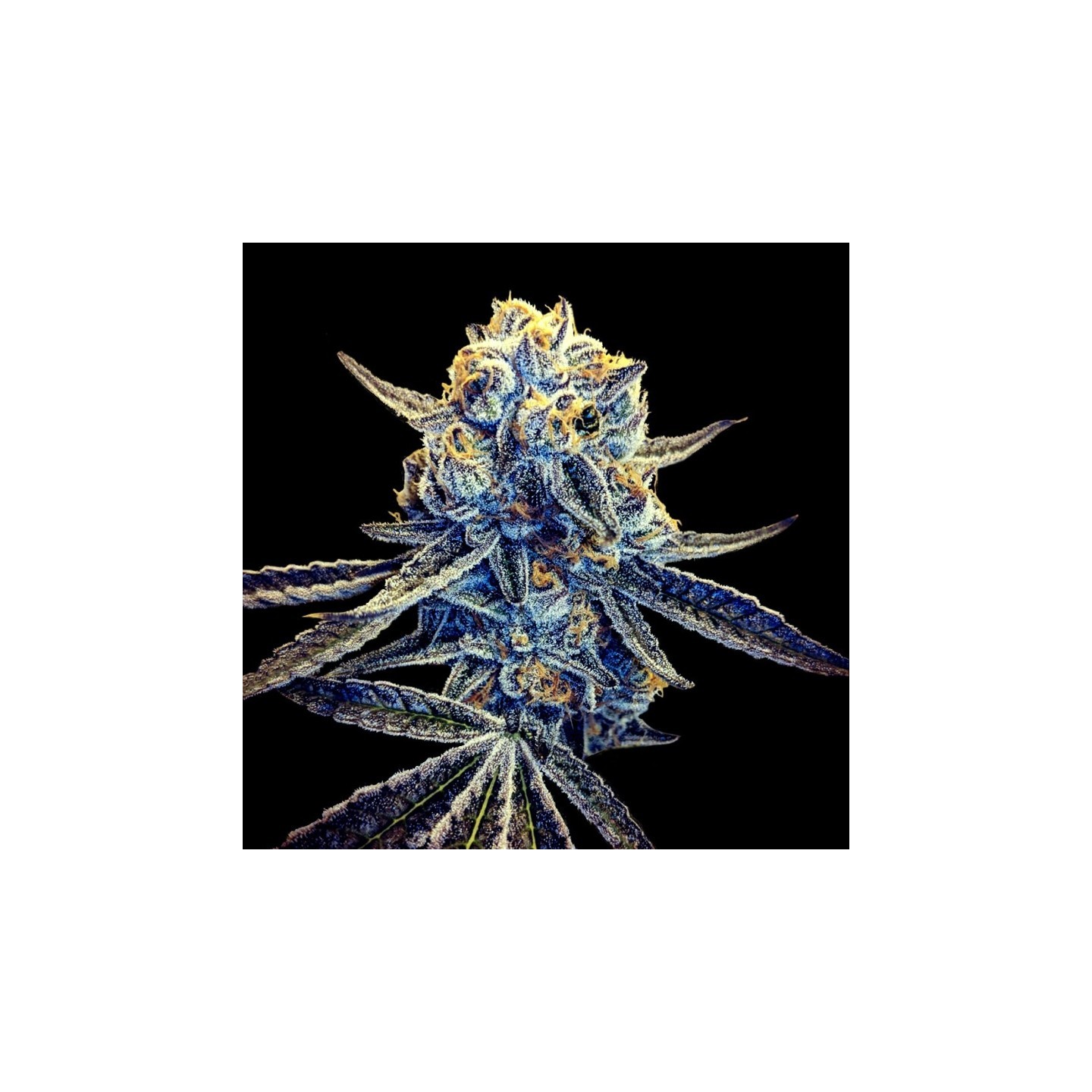 Tangieland Regular de DNA Genetics
