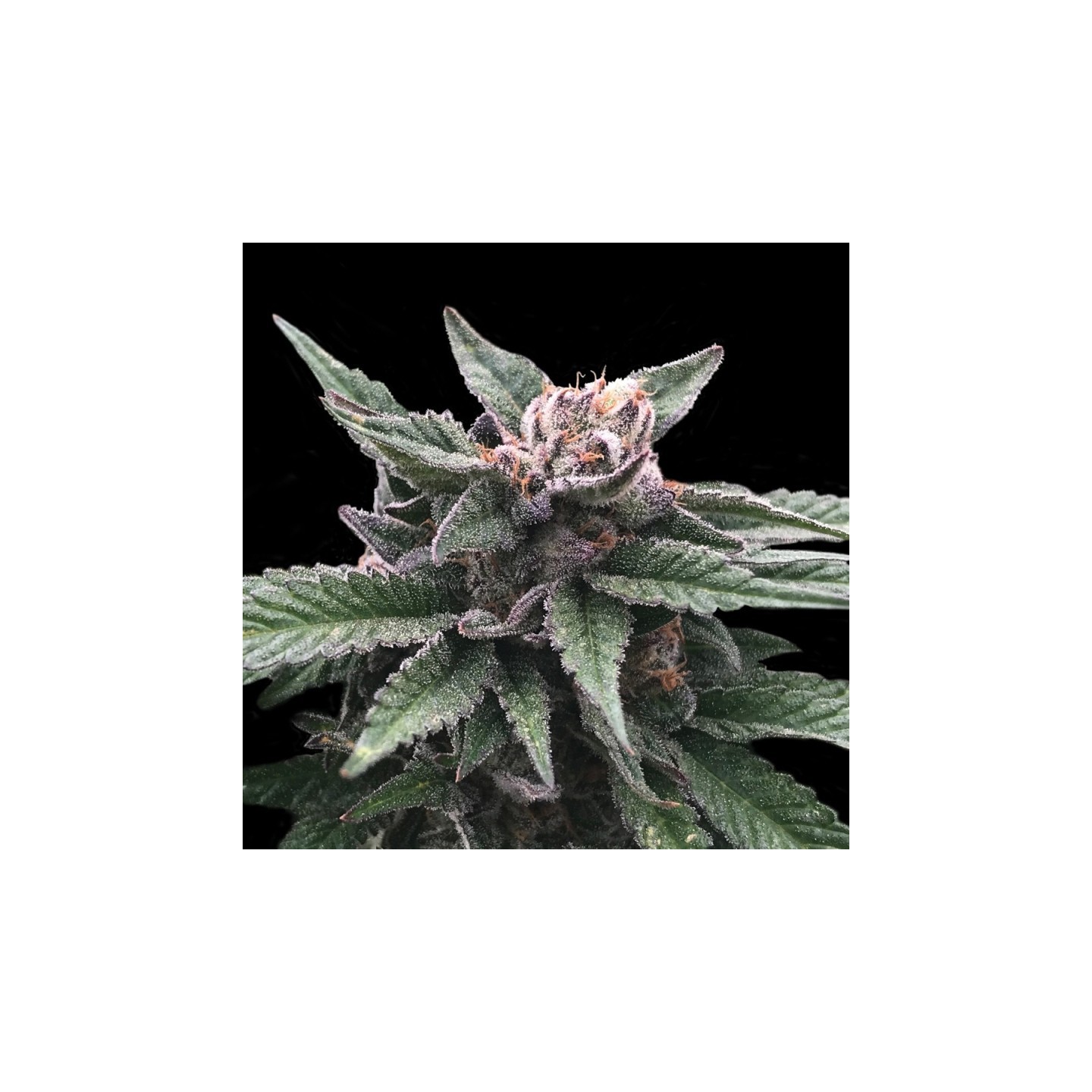 Triple Scoop de DNA Genetics