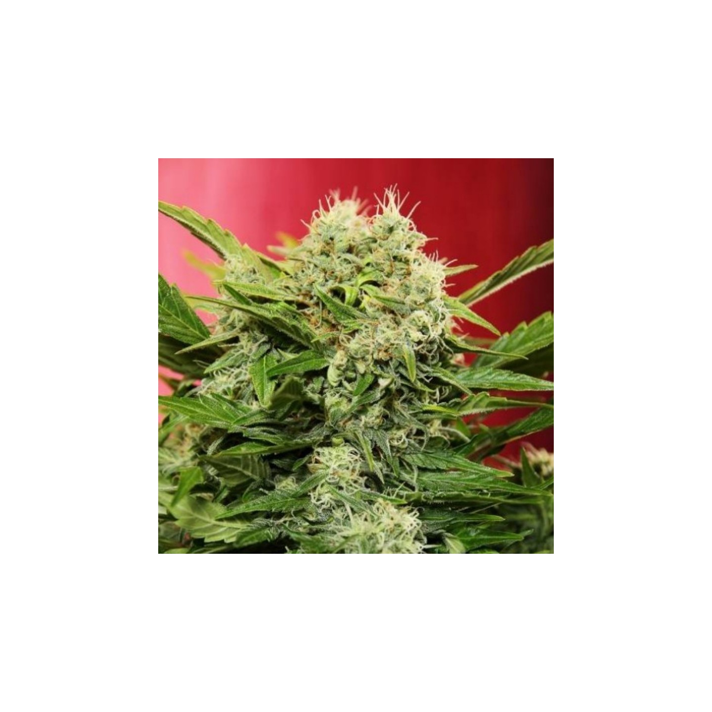 Chronic Ryder Autofloreciente de Doctor's Choice