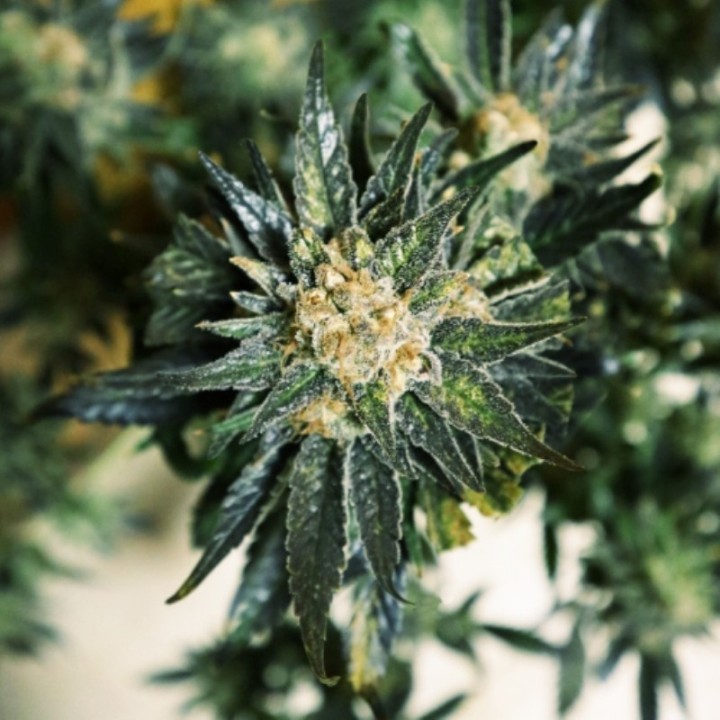 Dc Kush de Doctor's Choice