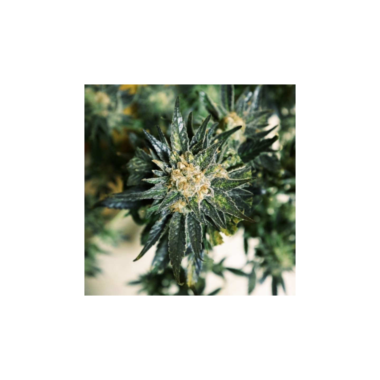 Dc Kush de Doctor's Choice