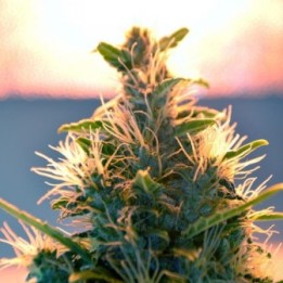 Lowryder Regular de Doctor's Choice