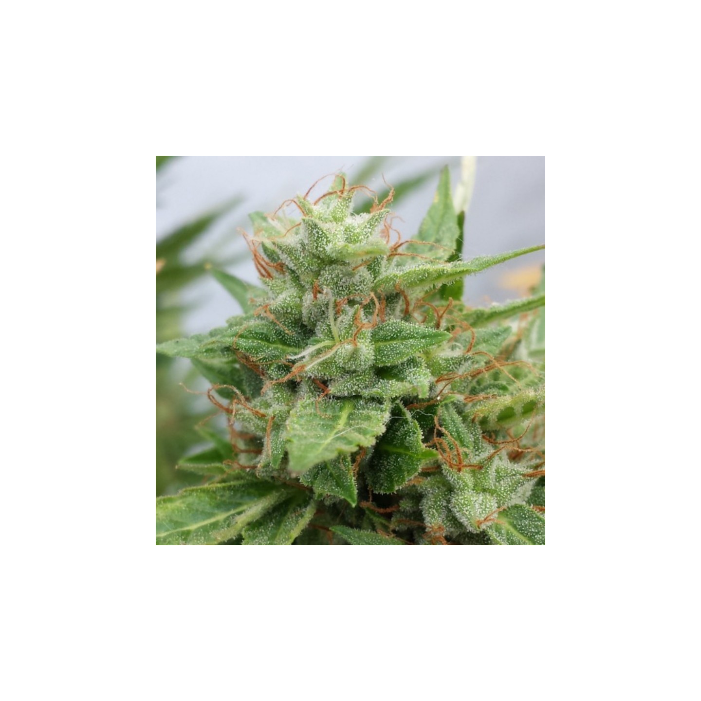 Ogre Auto de Doctor's Choice