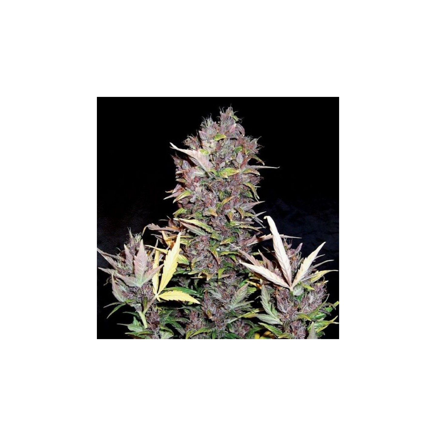 Purple Ryder Auto de Doctor's Choice