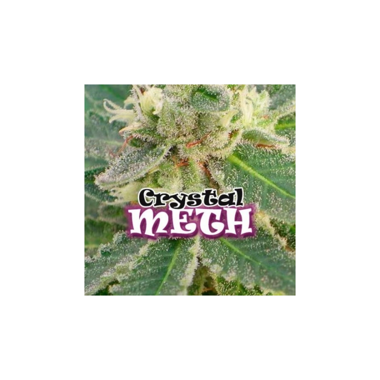 Crystal M.E.T.H de Dr Underground