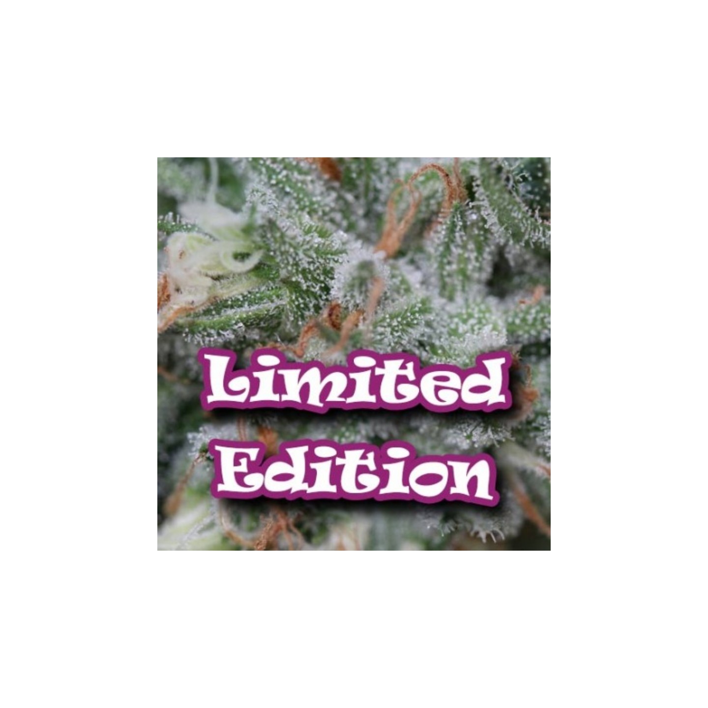 Gorilla Og de Dr Underground