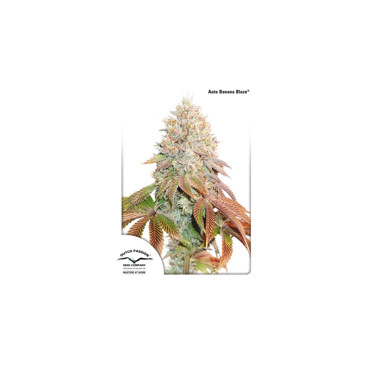 Auto Banana Blaze de Dutch Passion