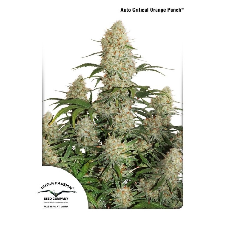 Auto Critical Orange Punch de Dutch Passion