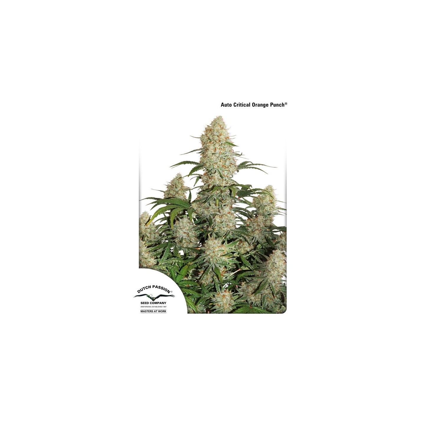 Auto Critical Orange Punch de Dutch Passion