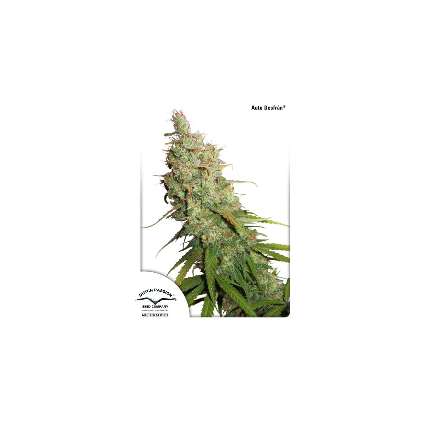 Auto Desfran de Dutch Passion