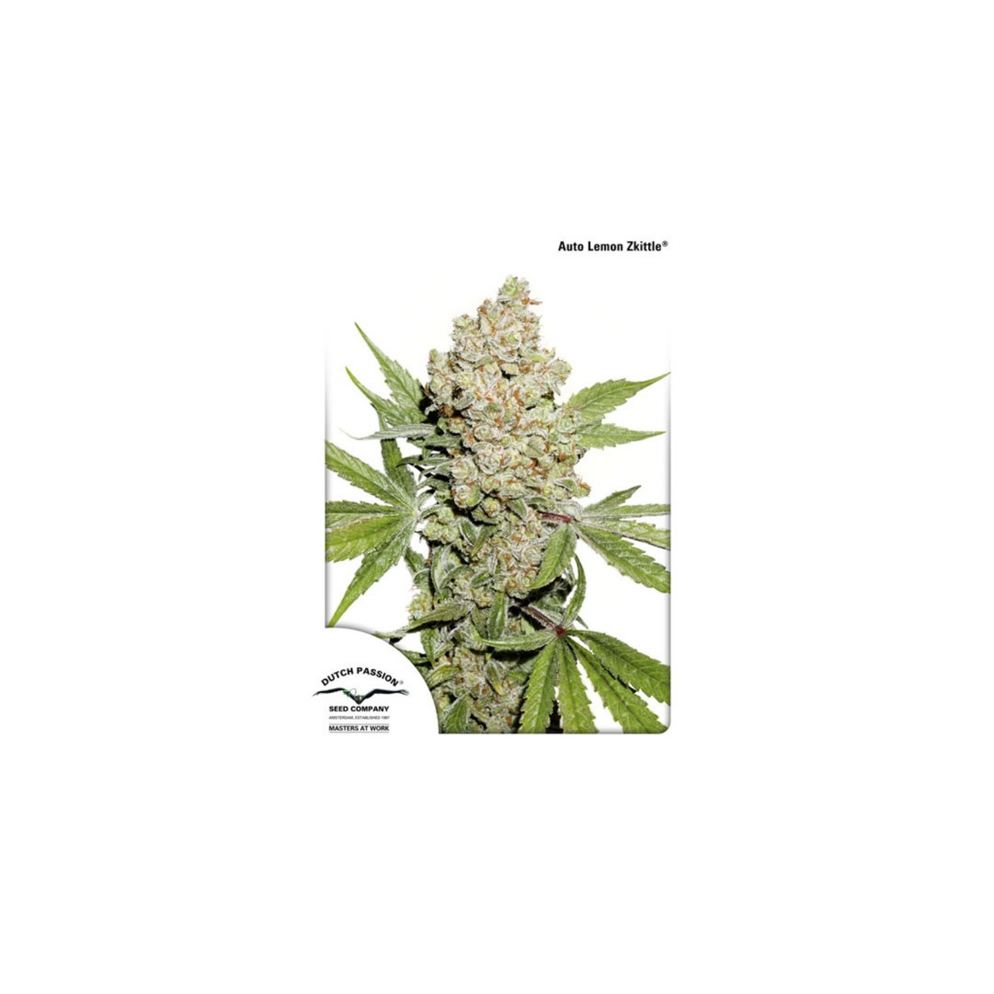 Auto Lemon Zkittle de Dutch Passion