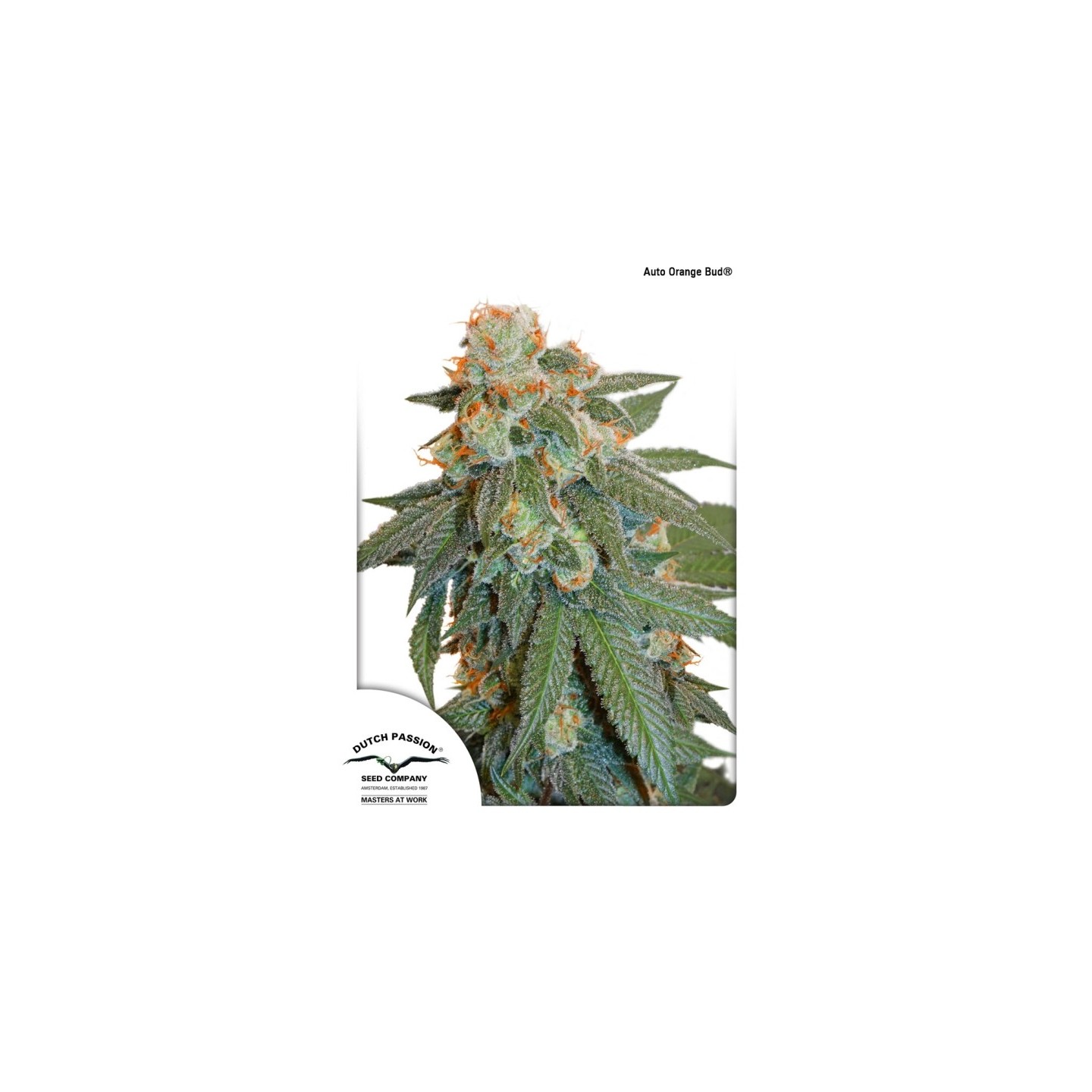 Auto Orange Bud (Autofloreciente) de Dutch Passion