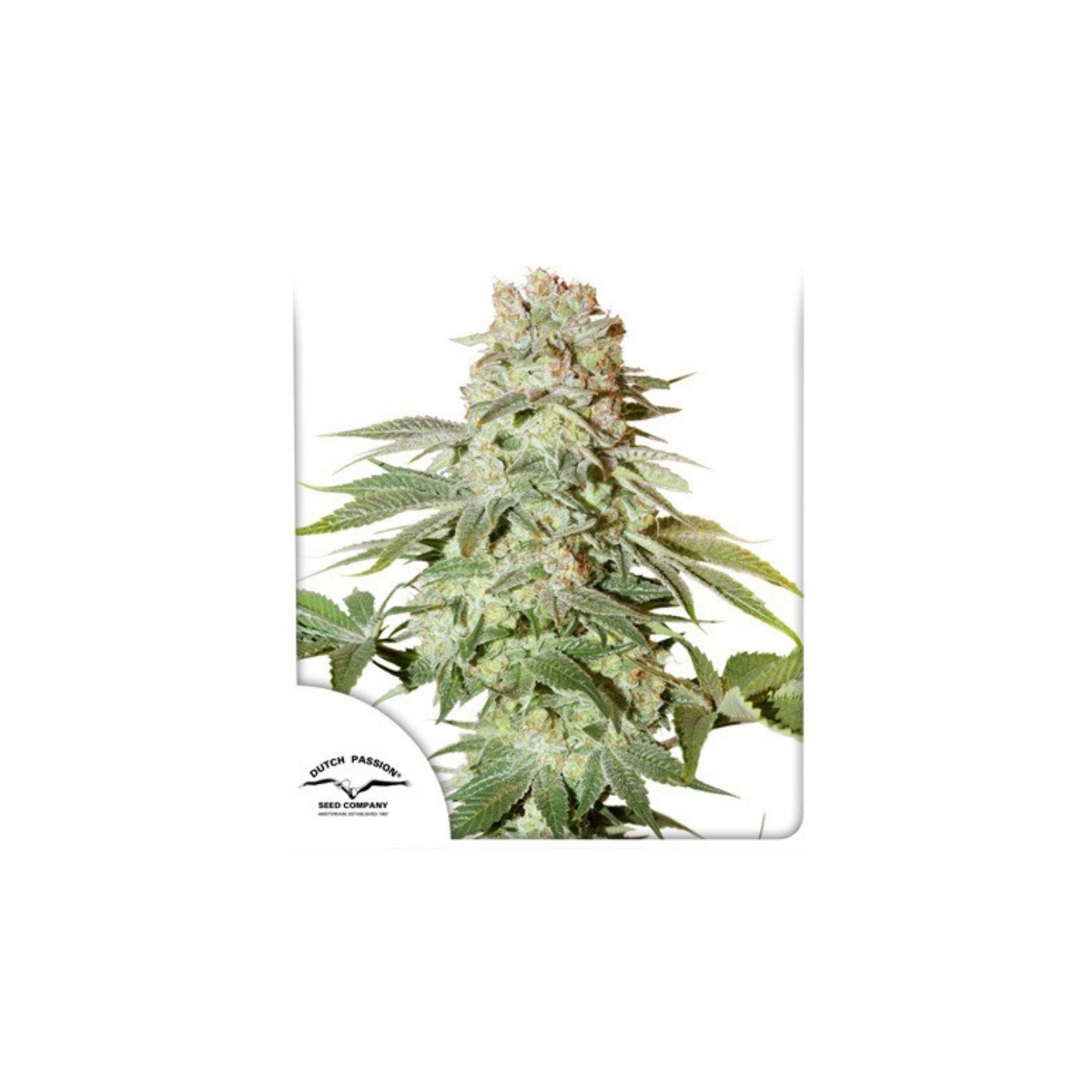 Power Plant Autofloreciente de Dutch Passion