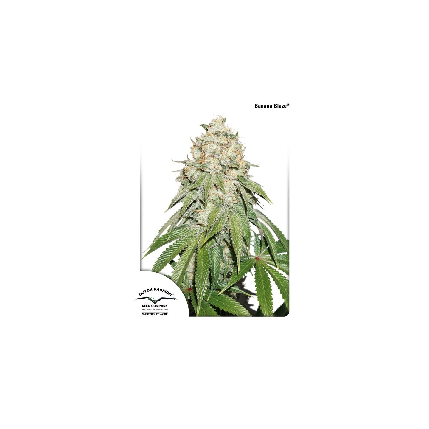 Banana Blaze de Dutch Passion