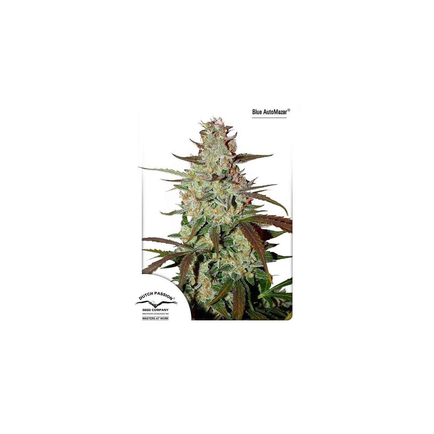 Blue Auto Mazar (Autoflowering) de Dutch Passion