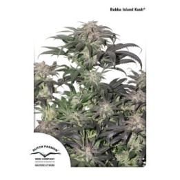 Bubba Island Kush de Dutch Passion