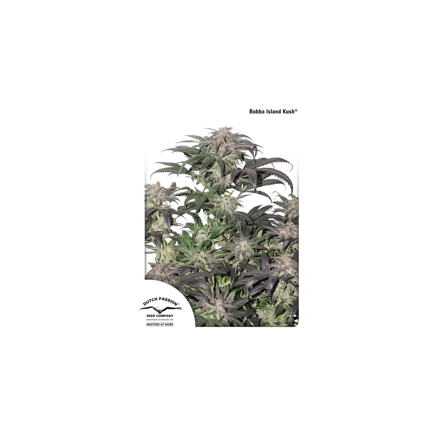 Bubba Island Kush de Dutch Passion