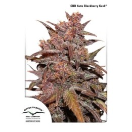 CBD Auto Blackberry Kush de Dutch Passion