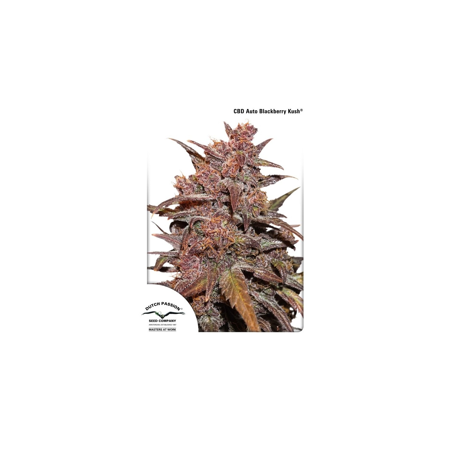 CBD Auto Blackberry Kush de Dutch Passion