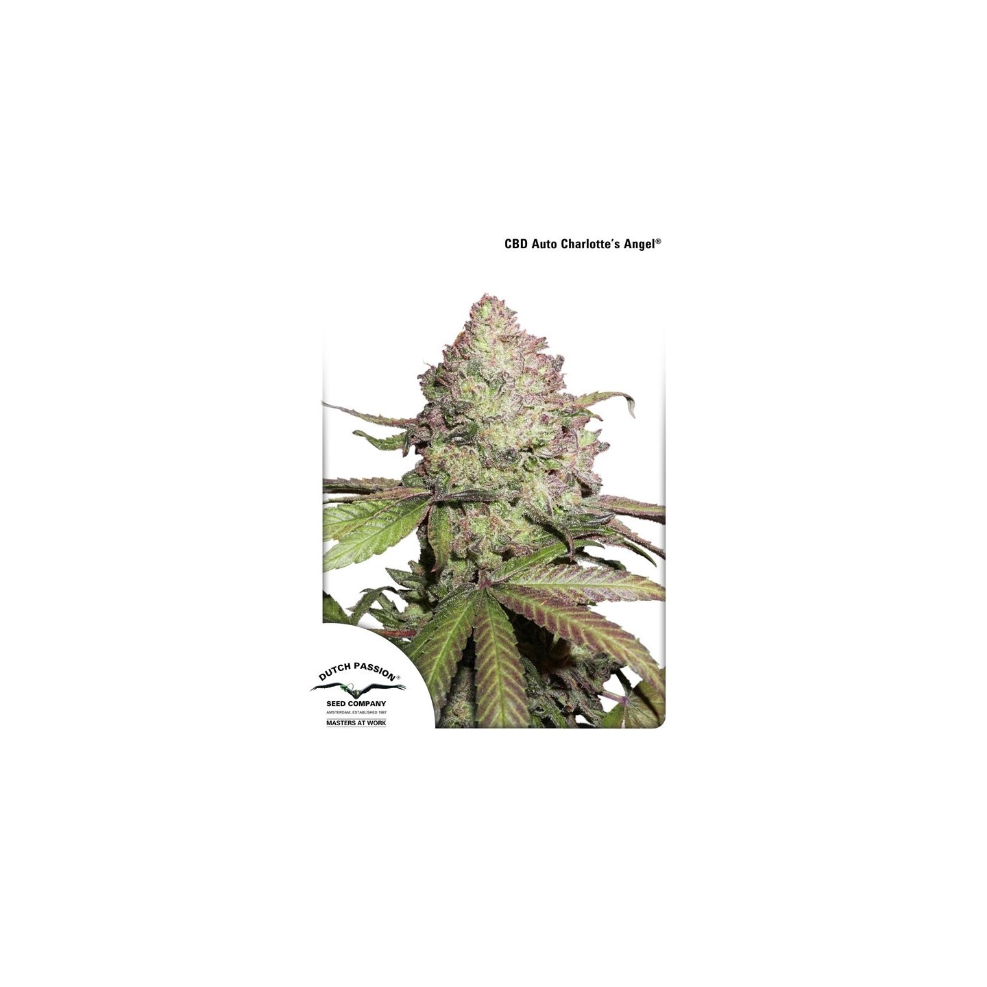 CBD Auto Charlotte's Angel de Dutch Passion