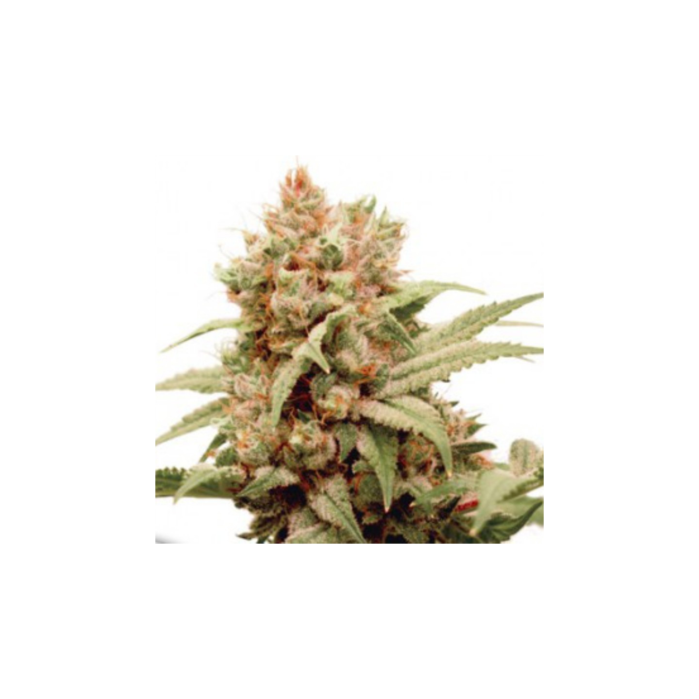 CBG Force de Dutch Passion