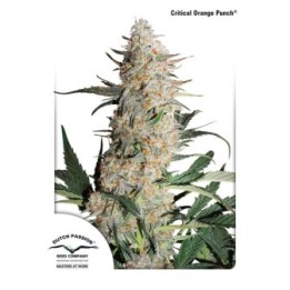 Critical Orange Punch de Dutch Passion