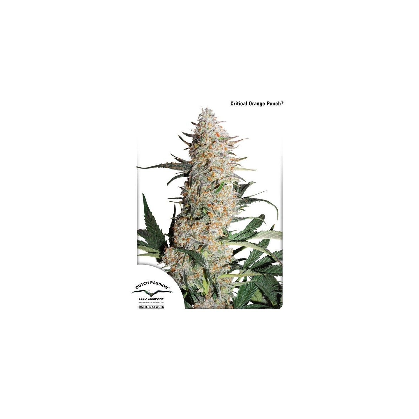 Critical Orange Punch ® de Dutch Passion