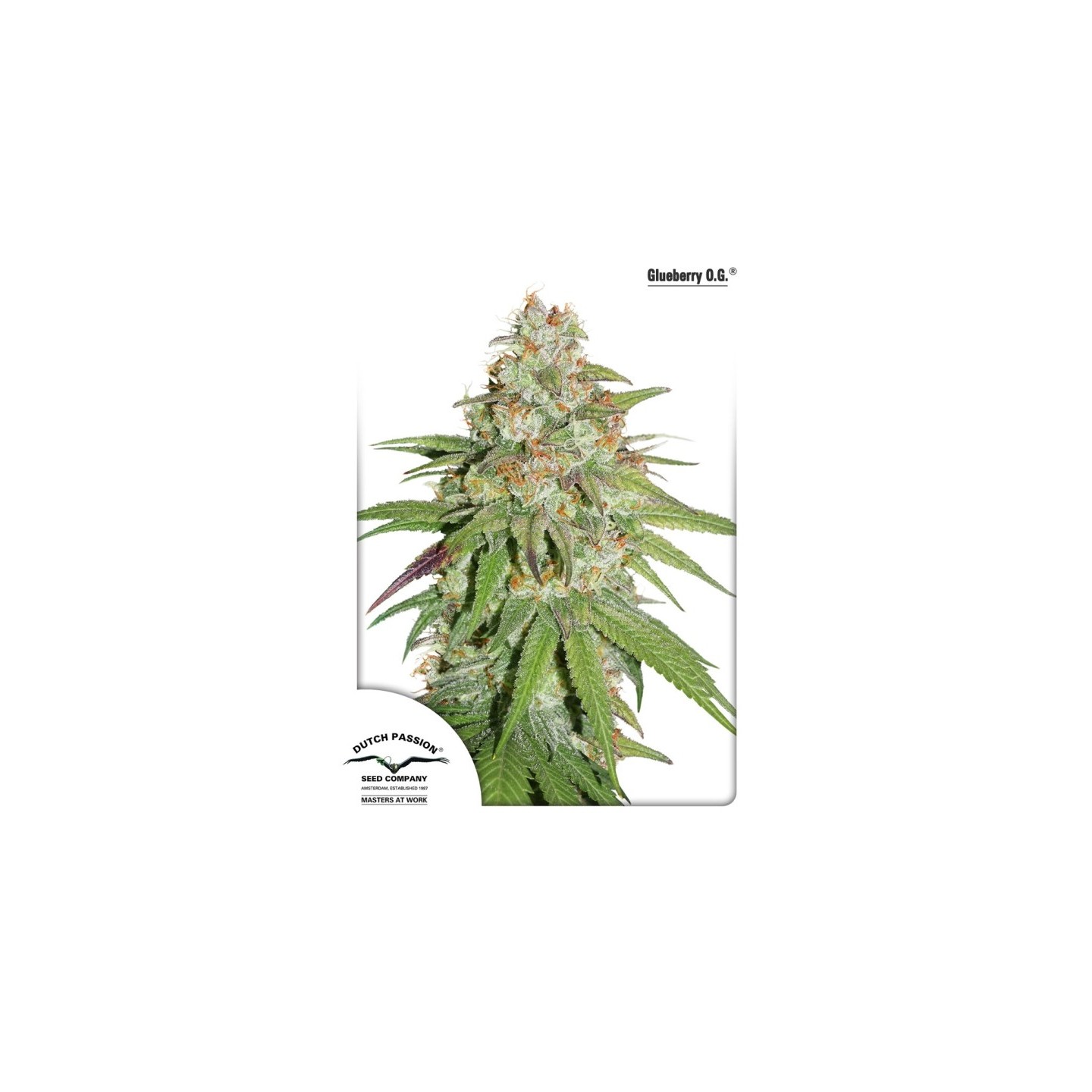 Glueberry Og de Dutch Passion