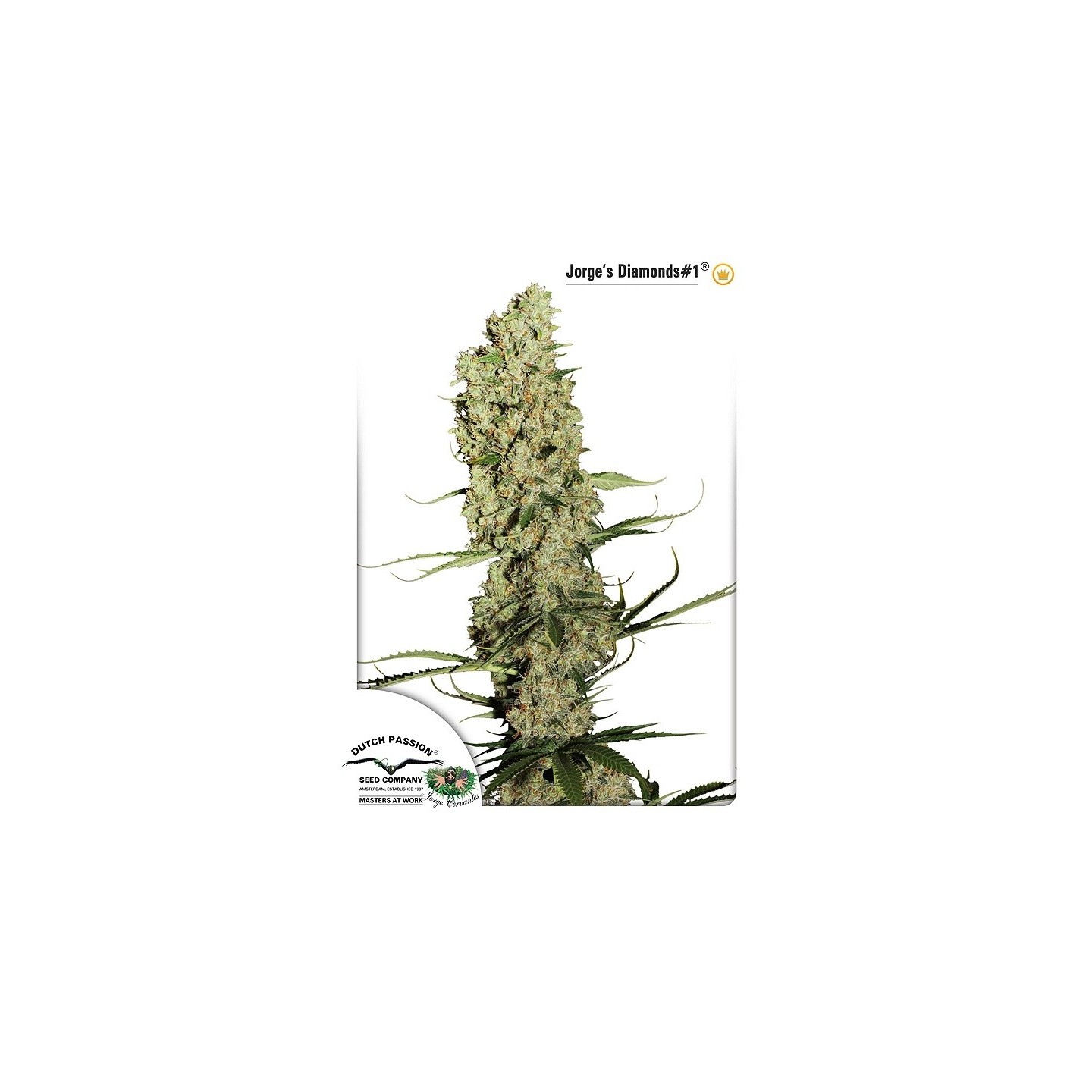 Jorge's Diamonds 1 de Dutch Passion