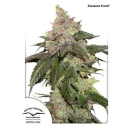 Kerosene Krash de Dutch Passion