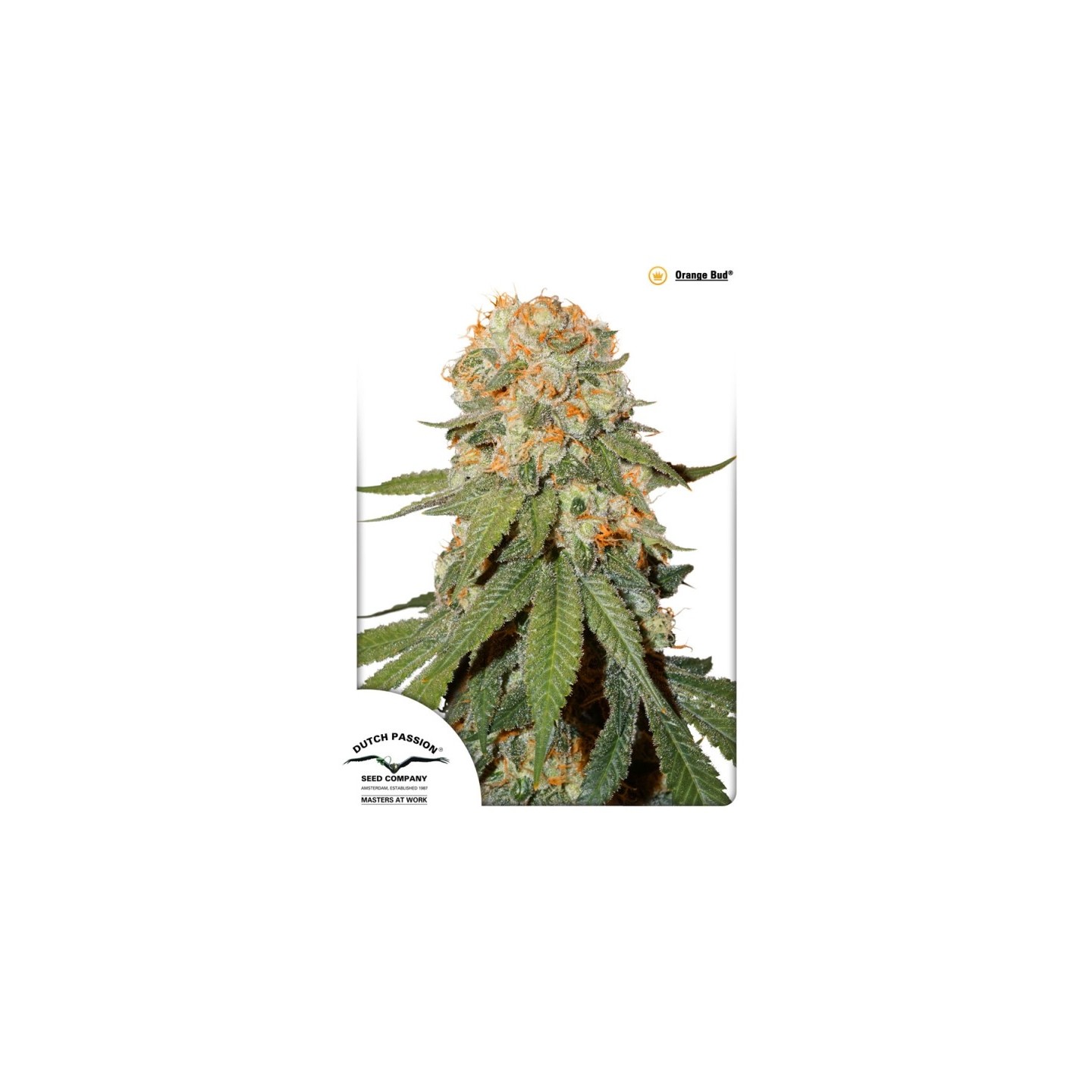 Orange Bud Regular de Dutch Passion